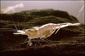 Kentucky cave shrimp (Palaemonias ganteri) (12434722624)