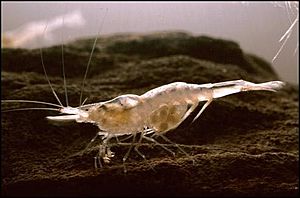 Kentucky cave shrimp (Palaemonias ganteri) (12434722624).jpg