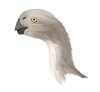 Khaan mckennai profile1.jpg