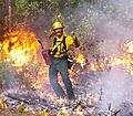 Koreshan Prescribed Burn