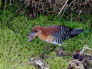 Laterallus xenopterus - Rufous-faced crake; Dourado, São Paulo, Brazil.jpg