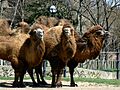 Like a camel in the wind...