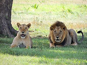 Lion And Lioness