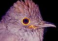 Lipaugus weberi (Chestnut-capped Piha) - Arriero Antioqueño (6929394022)