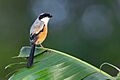 Long-tailed Shrilke 0A2A3080