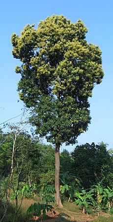 Mango tree Kerala in full bloom