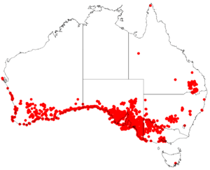 Melaleuca lanceolata Distribution Map1.png