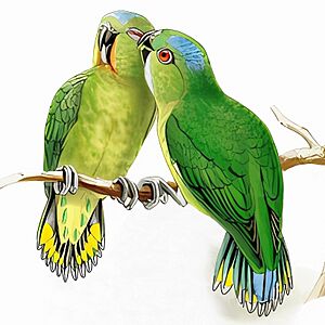 Finsch's pygmy parrot Facts for Kids