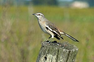 Mimus triurus, Las Colonias, Santa Fe, Argentina 1.jpg