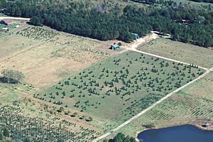 Missouri Christmas tree farm aerial view
