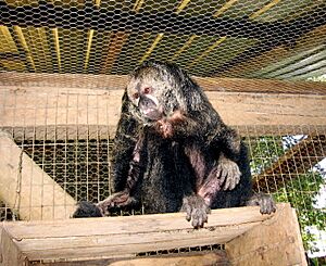 Monk saki monkey