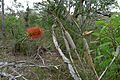 Narrow-leaved Bottlebrush habit (8349169000)
