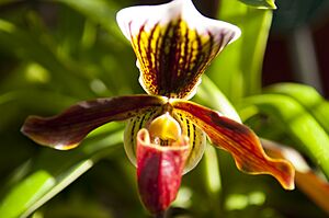 National Botanic Gardens, Dublin (7018829443)