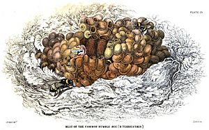 Nest of the Common Humble-Bee Plate 15 Jardine