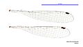 Nososticta koolpinyah female wings (34664236802)
