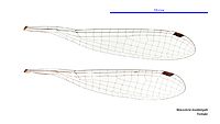 Nososticta koolpinyah female wings (34664236802)
