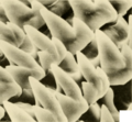 Novisuccinea chittenangoensis radula