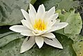 Nymphaea alba in Duisburg