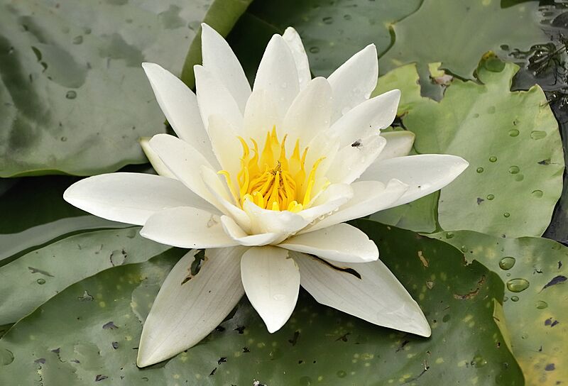 Nymphaea alba in Duisburg