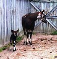 Okapi and calf at White Oak