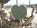 Opuntia Cactus Heart