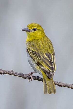 Orange weaver (Ploceus aurantius aurantius) female Sekondi Takoradi.jpg