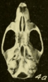 Oryzomys couesi regillus ventral