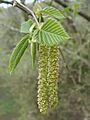 Ostrya carpinifolia in Italy male catkins