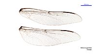Petalura gigantea female wings (34921024531)