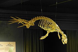 Phoca vitulina skeleton