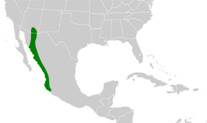 Polioptila nigriceps map.svg