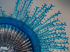 Porpita porpita, Omata, New Zealand imported from iNaturalist photo 206229064