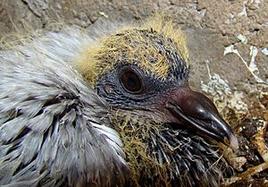 Portrait of Molting Feral Pigeon