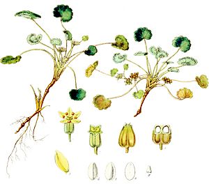Pozoa reniformis-Botany of Antarctica-PL011-0027.jpg