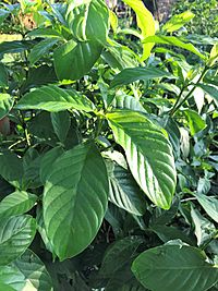 Psychotria viridis leaves