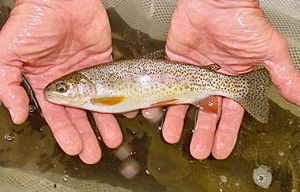 Rainbow trout from Esopus Creek