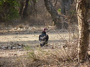 Red headed vulture