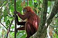 Red leaf monkey (Presbytis rubicunda)