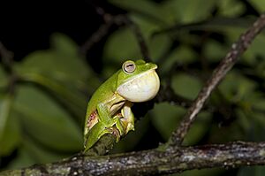 Rhacophorus malabaricus Malabar gliding frog calling
