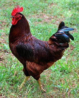 Rhode Island Red cock, cropped