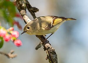 Ruby-crowned kinglet in Green-Wood Cemetery (55761)