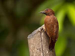 Rufous woodpecker.jpg