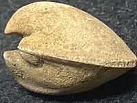 Saffordia sp. from Mount Horeb, Wisconsin