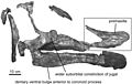 Saurolophus morrisi