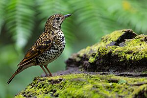 Scaly thrush Facts for Kids