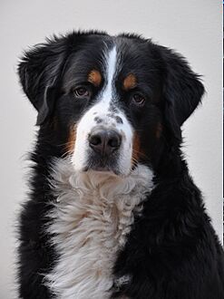 Sezare the dog (cropped)