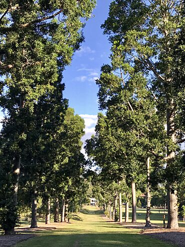 Sherwood Arboretum in Sherwood, Brisbane, Queensland, Australia 04.jpg