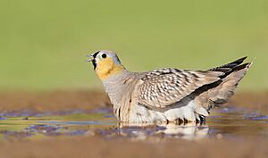Shirahmad wildlife refuge of Sabzevar 003