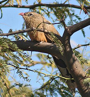 Sirkeer Malokha I -Bharatpur IMG 8732
