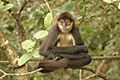 Spider monkey -Belize Zoo-8b